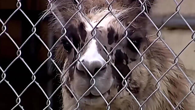 Brittney Fucked Hard by a Big Cock